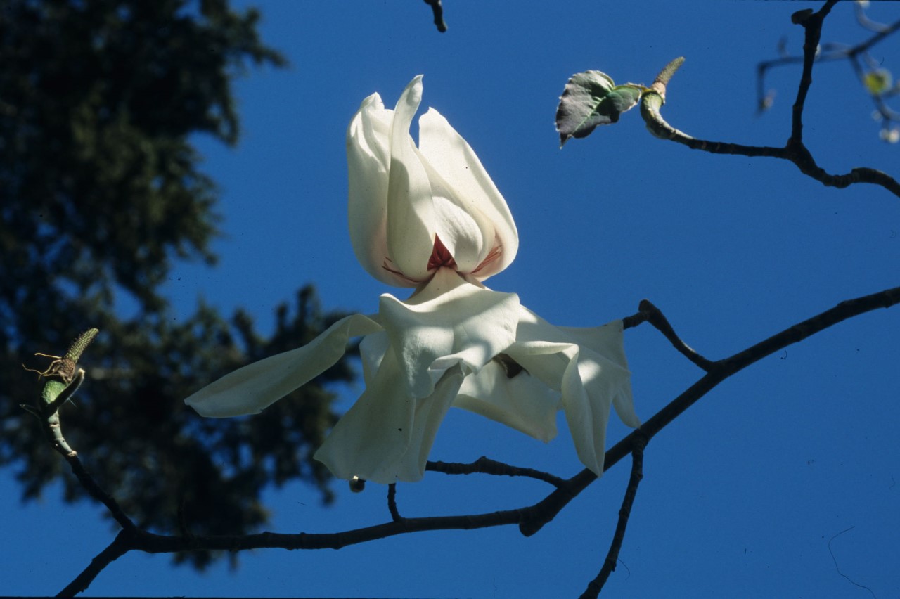 magnolia campbellii strybing white
